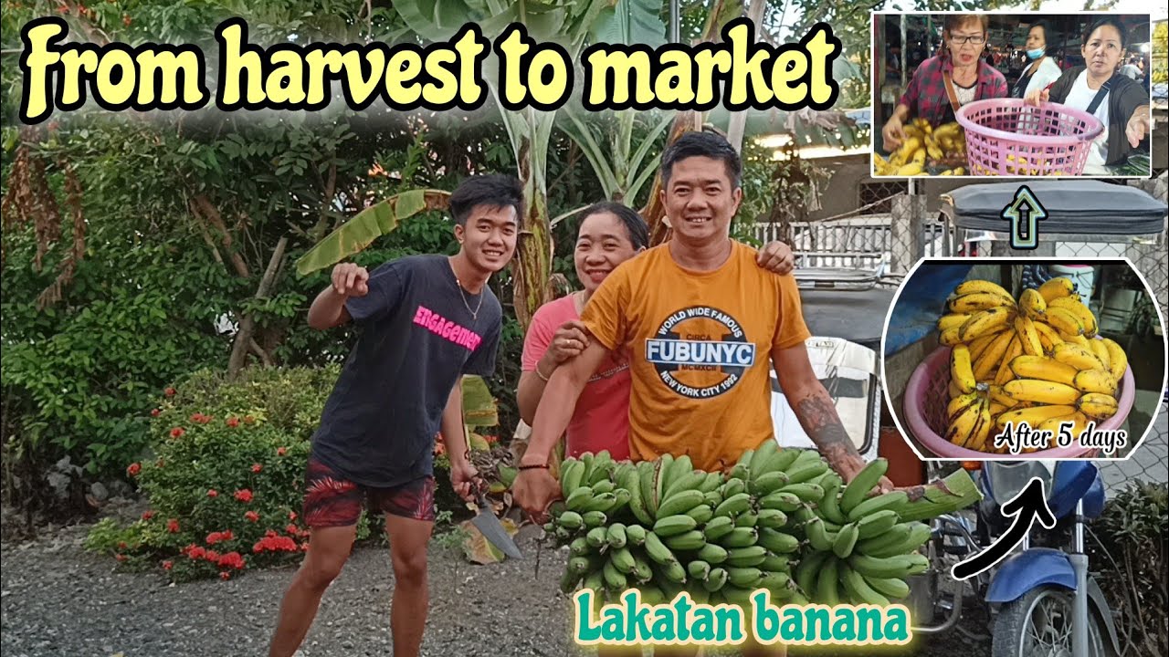 Lakatan Harvest | Ang lalaki ng bunga