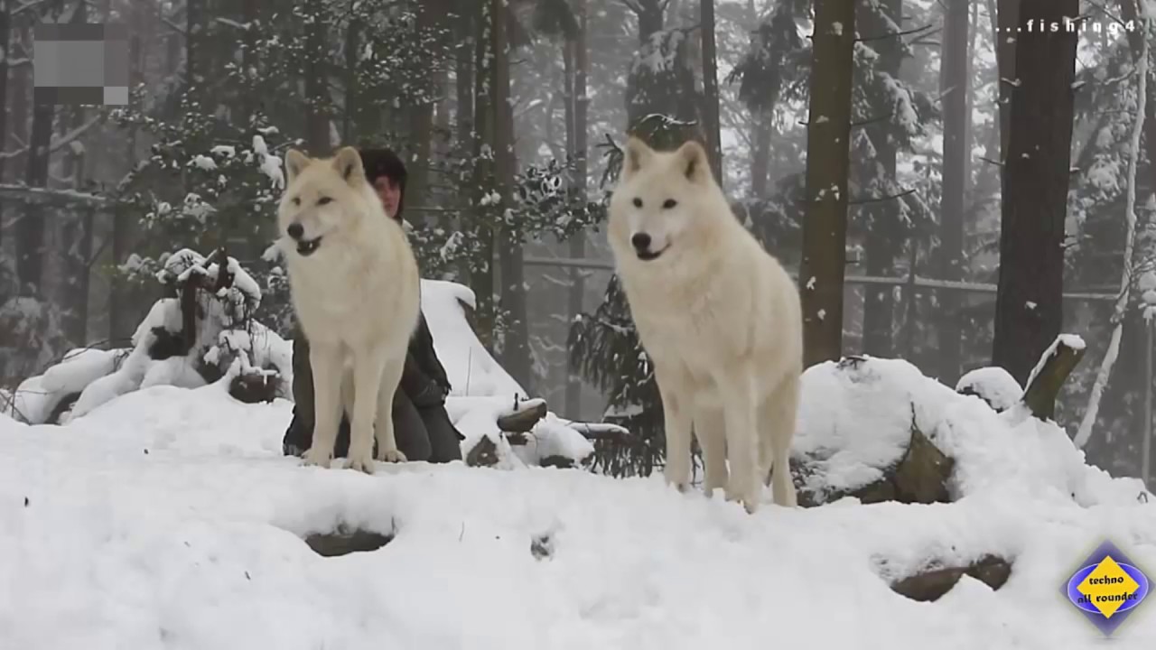 WOLF HYBRID  BEST DOG BREED EVER BY TECHNO ALL ROUNDER