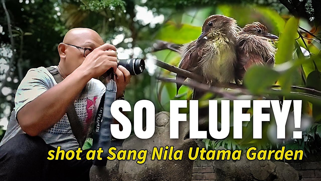 [4K] Вы не поверите, какие пушистые эти крошечные птички! | Наблюдение за птицами в Форт-Каннинге 🇸🇬