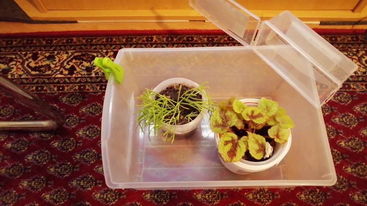 Еще раз про порядок запуска простого морского аквариума. Без сампа, пенника и водоподготовки.