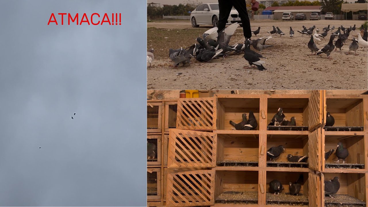ADANA GÜVERCİNİ | İLK UÇUMDA ATMACA VURDU!