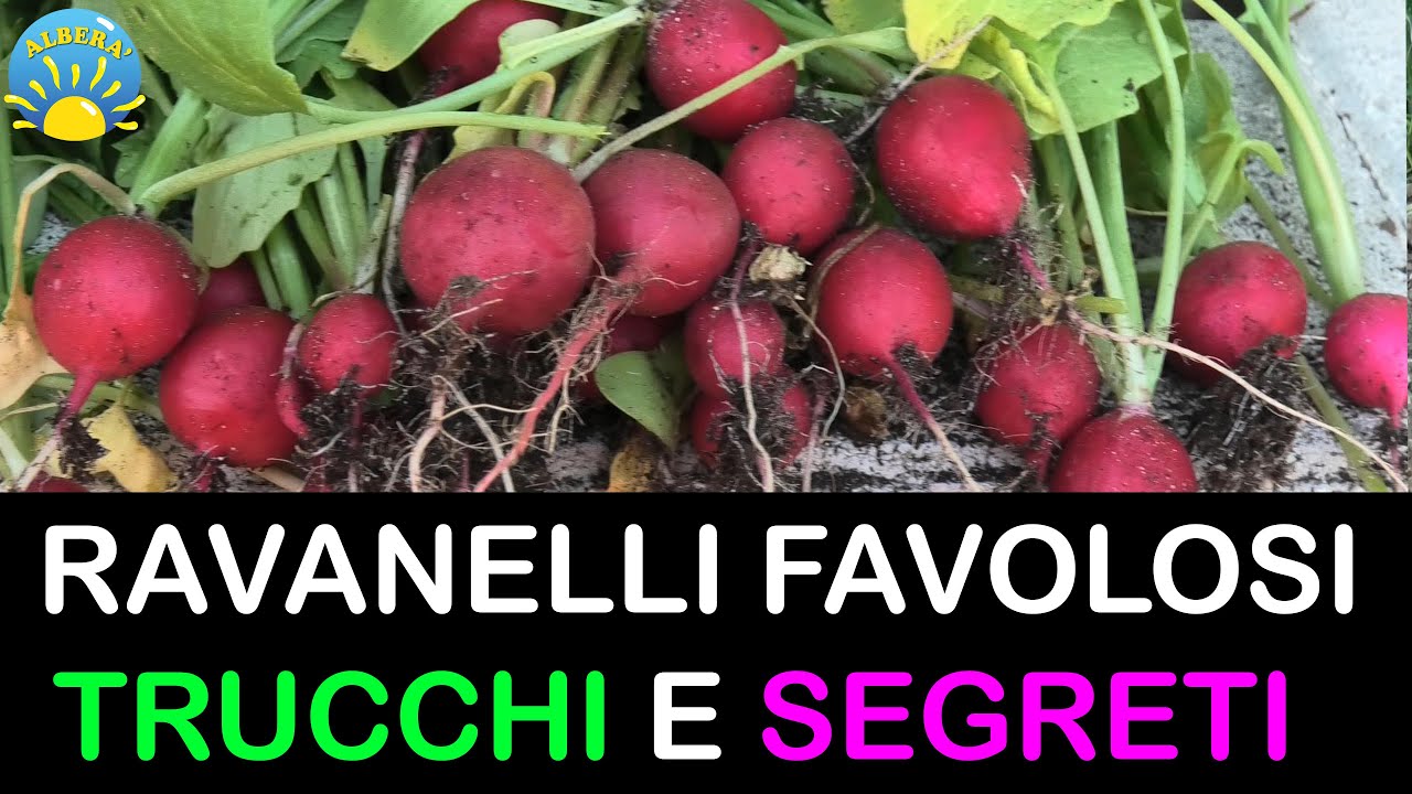 RAVANELLI FAVOLOSI , TUTORIAL CONSIGLI PRATICI TRUCCHI E SEGRETI IN ORTO E VASO