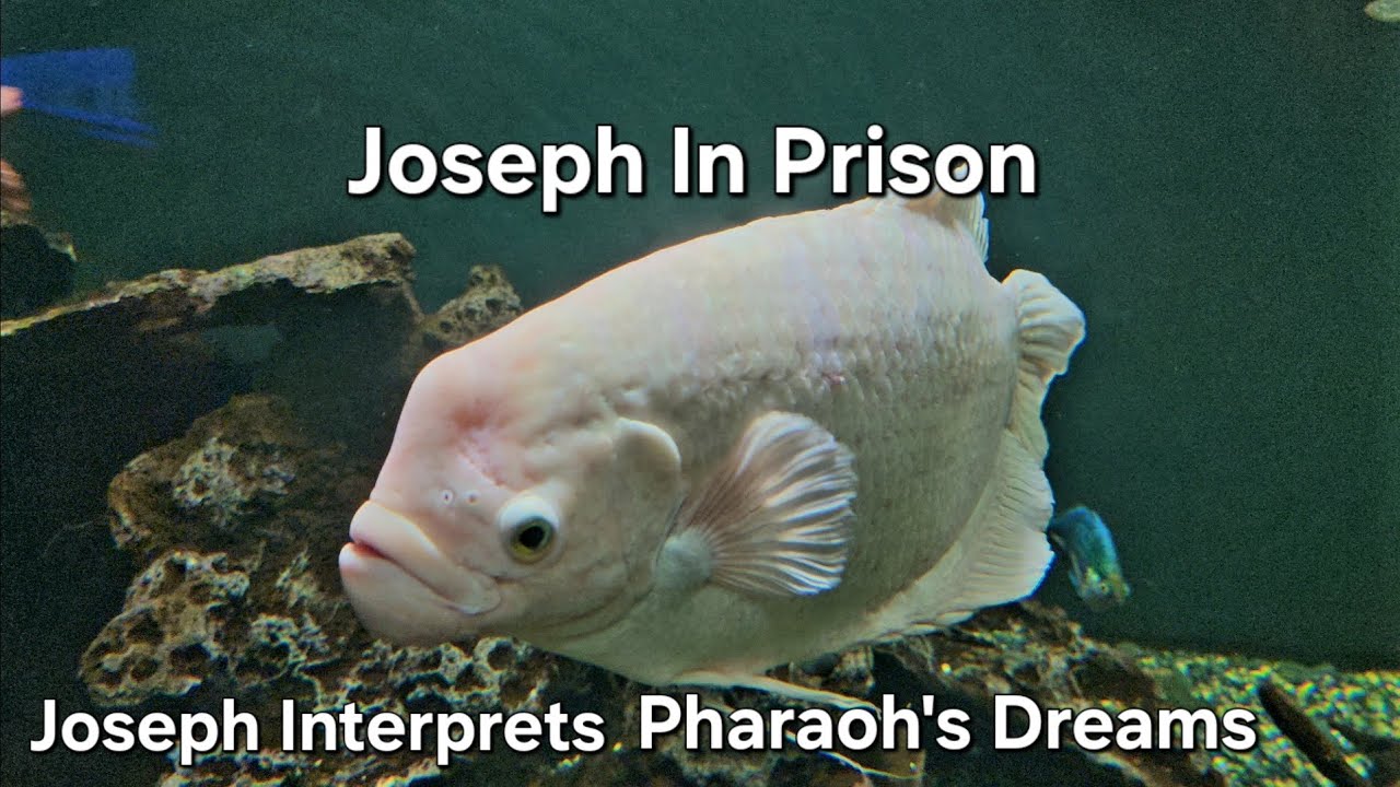 Joseph in Prison/Joseph Interprets Pharaoh's Dream. Bed Time Story