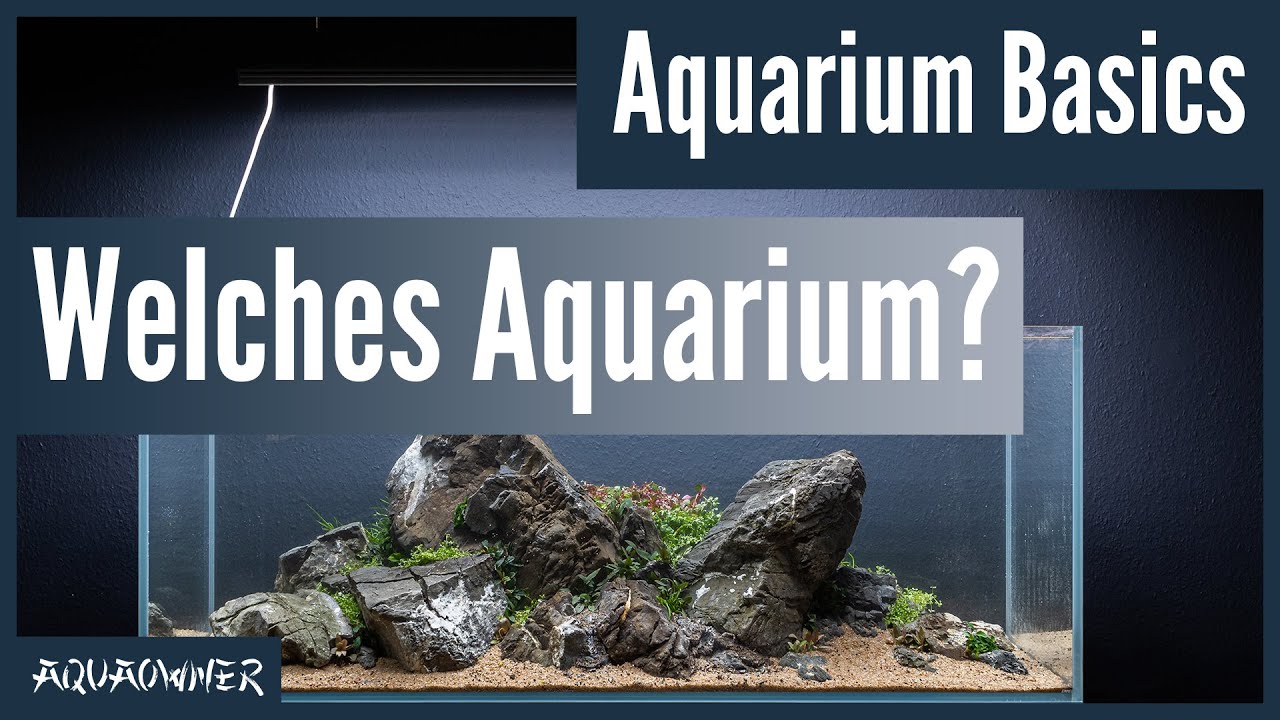 Mit was f&uuml;r einem Aquarium soll ich starten? | Aquarium Basics