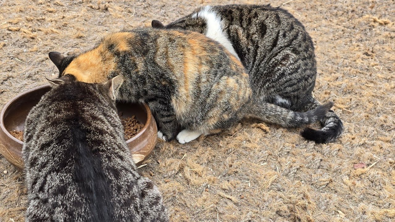 길냥이들 관찰 ~♡#고양이 #길냥이구조 