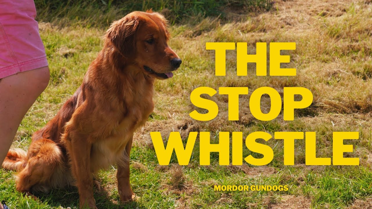 How To Make Your Dog STOP & SIT In An Instant!
