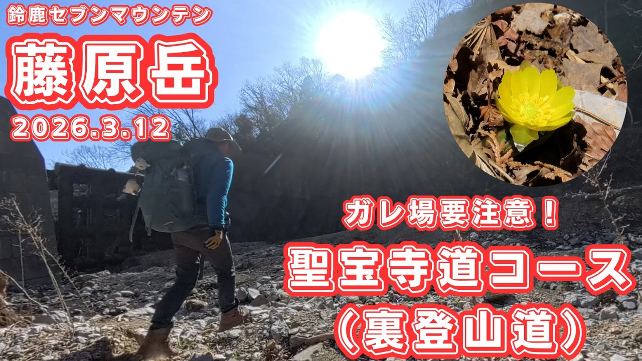 【鈴鹿山脈/藤原岳】第391回 ガレ場要注意の聖宝寺道（裏登山道）で登って福寿草の開花具合を確認してきました（2026.3.12）