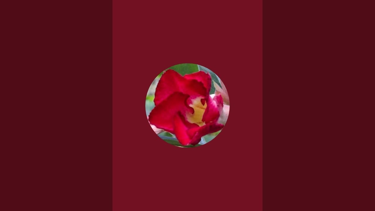 My Little World is live!  Haii.. friendse... good morningg... 🥰
