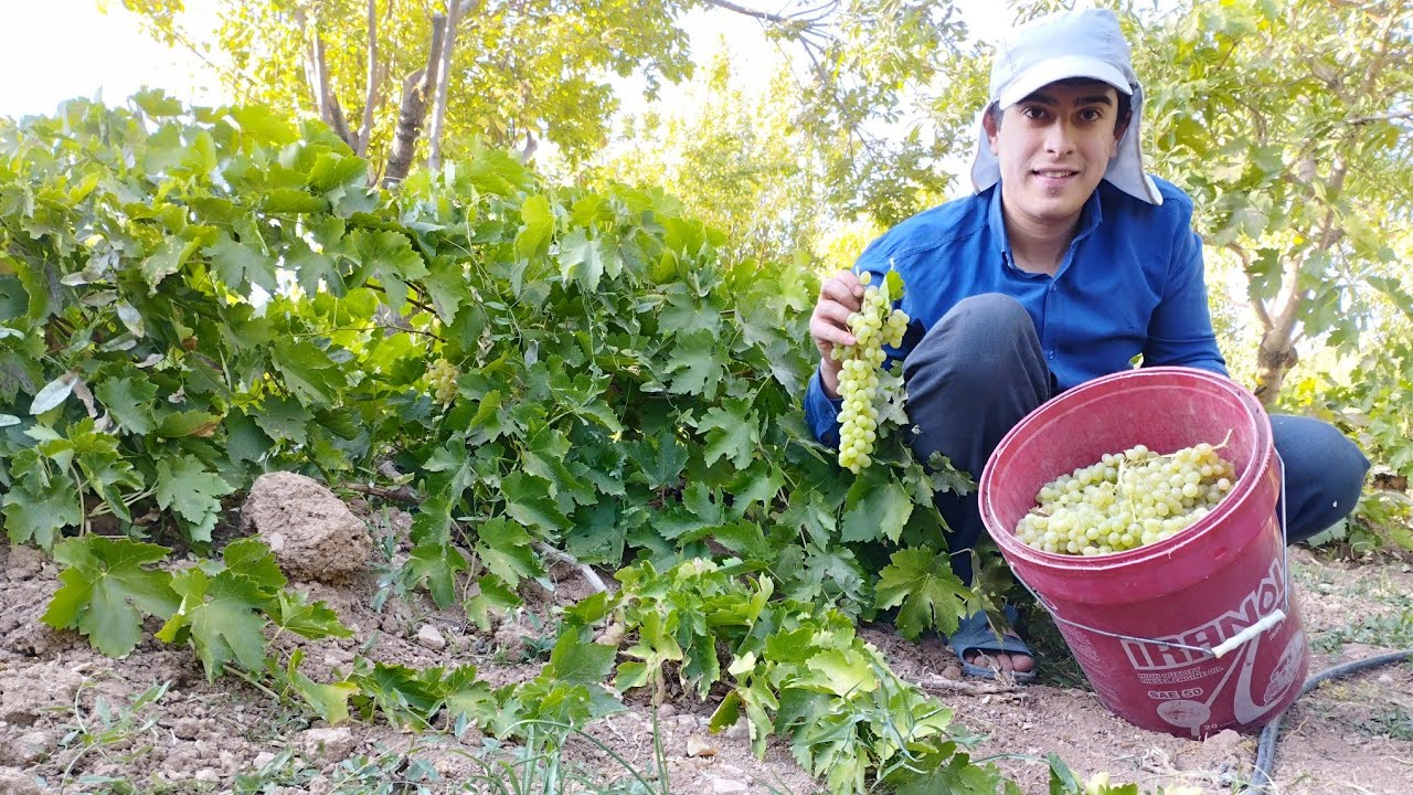 From Vines to Baskets – Traditional Grape Harvest in village ☀️Baskets Full of Grapes 🍇🍇