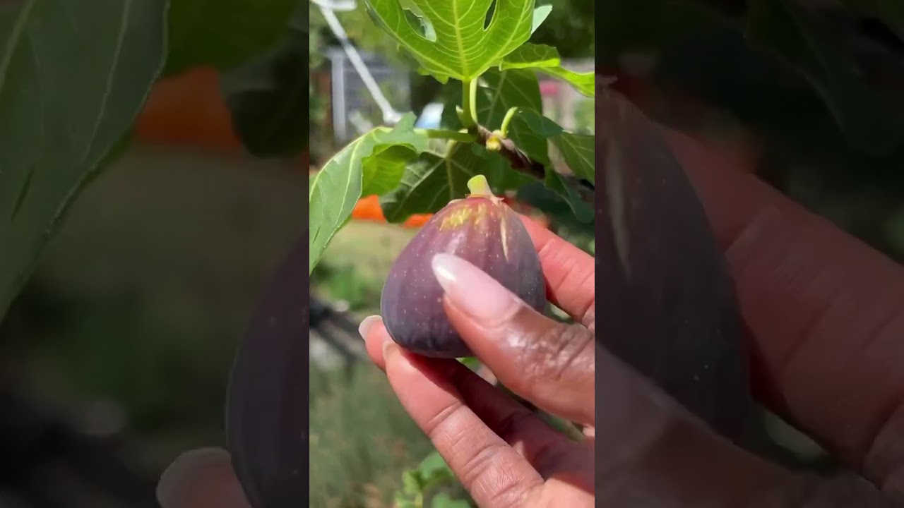 Don&rsquo;t underestimate how much food you can grow in an urban backyard  #garden #gardening #foodie
