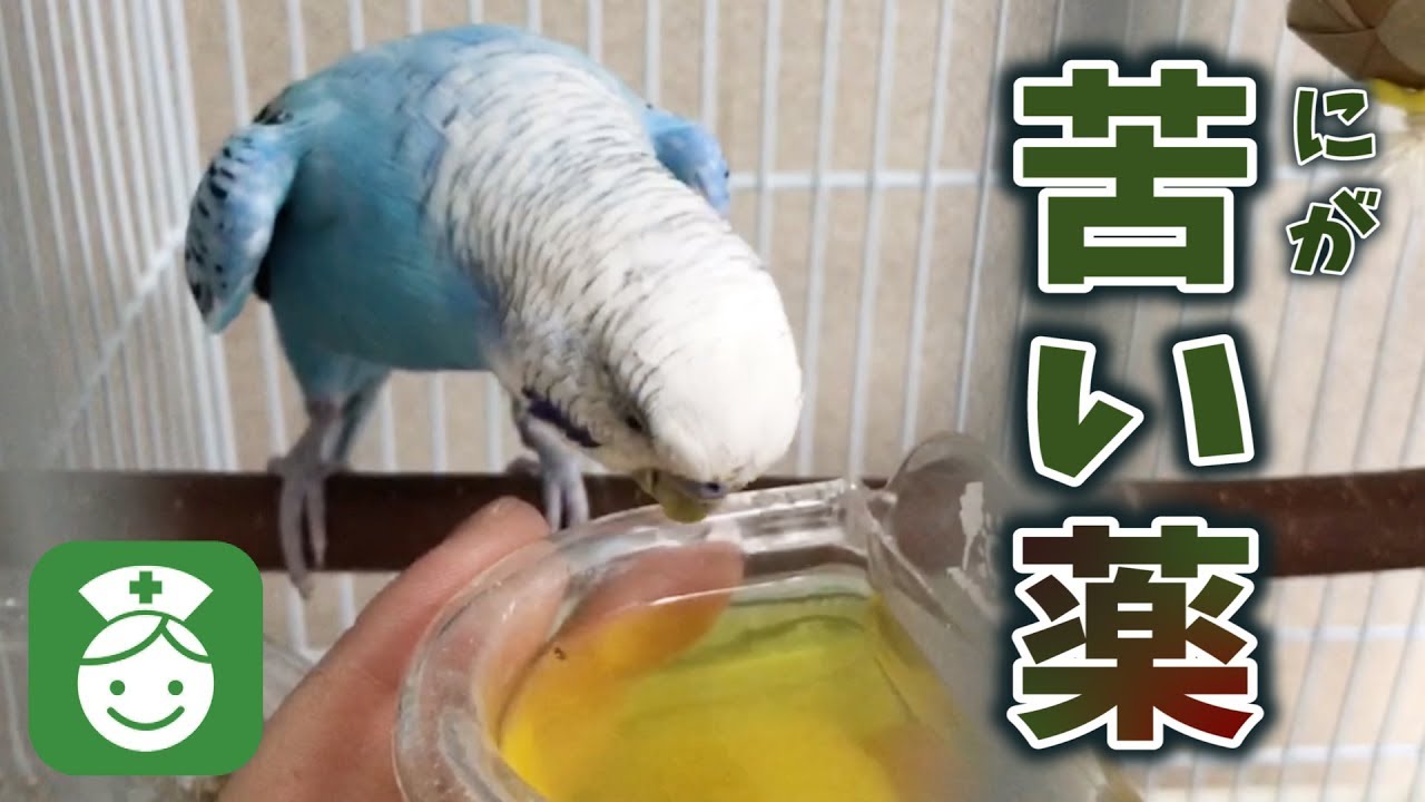 うめはお腹が痛かった。仕草でわかるインコの腹痛　How Budgie Behaves When He Has Stomachache