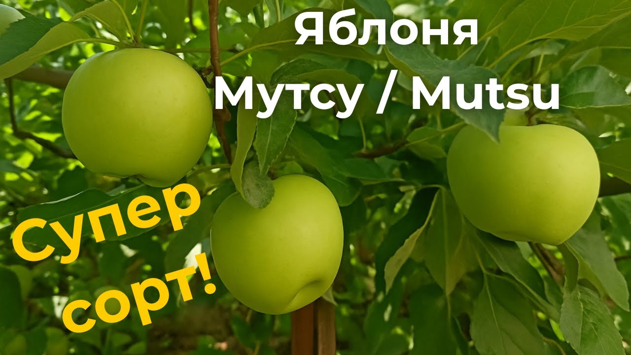 🍏 Урожай яблони Мутсу (Mutsu / Crispin) 2025 &mdash; сколько яблок и какой вкус?