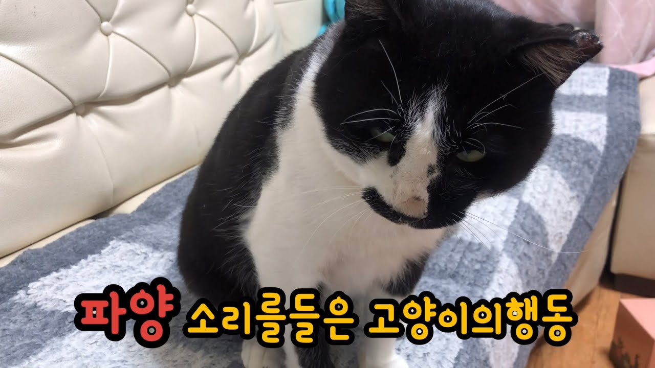 집사에게 버려진다는걸 알게된 고양이행동