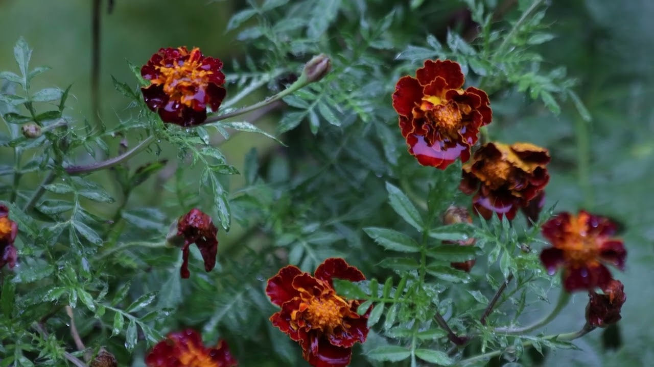 Red Marigolds