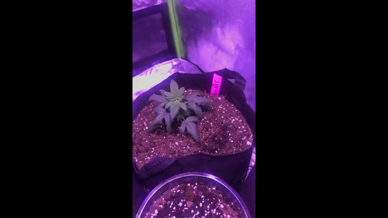Growing weed indoor