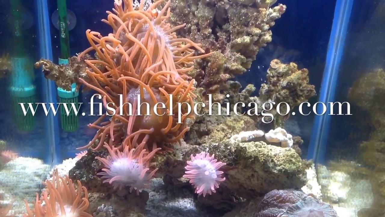 How to set up Peacock Mantis Shrimp tank