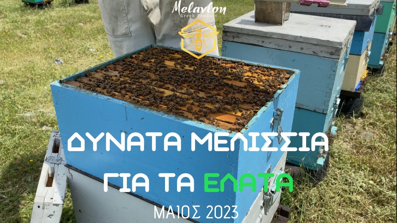 Προετοιμασία δυνατών Μελισσίων για τα έλατα. Μάιος 2023 [4K]