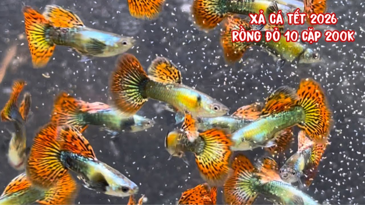 HOT | HOT | Xả Cá 7 Màu Đợt Cuối Cùng Cho Tết 2026   Rồng Đỏ 10 Cặp Chỉ 200k | Guppy | Phúc Phan TV