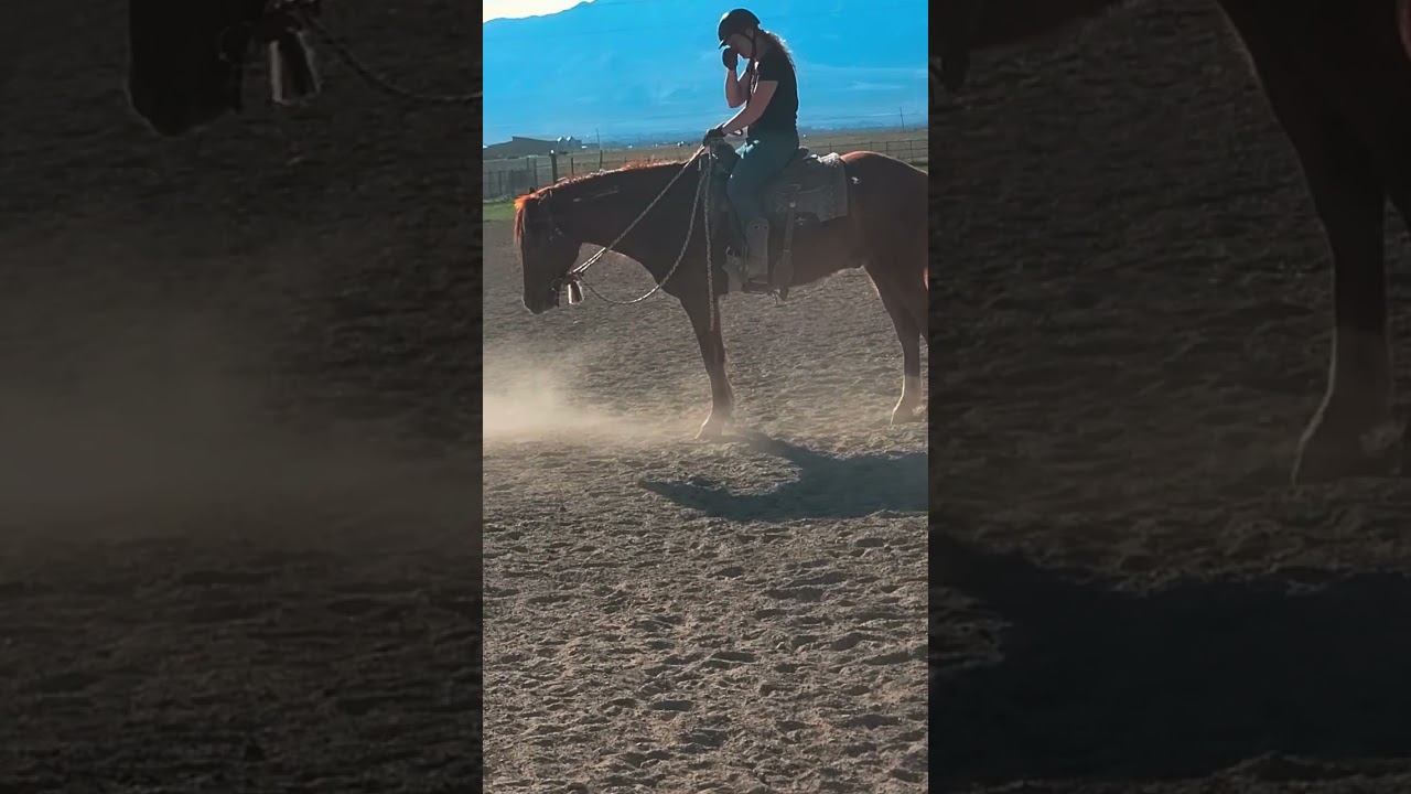 Mr. 8 yo Mustang Gelding For Sale 