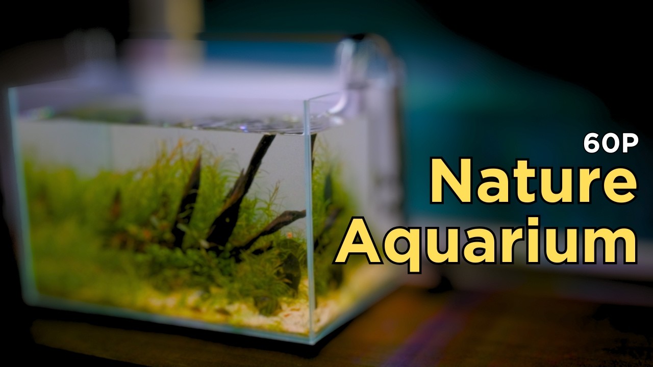 Как это сделать: Я обустроил природный аквариум (без CO2, акваскейп на основе грунта)