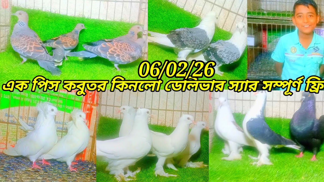 এক পিস কবুতর কিনলে 64 জেলায় ডেলিভারি চার্জ ফ্রি
