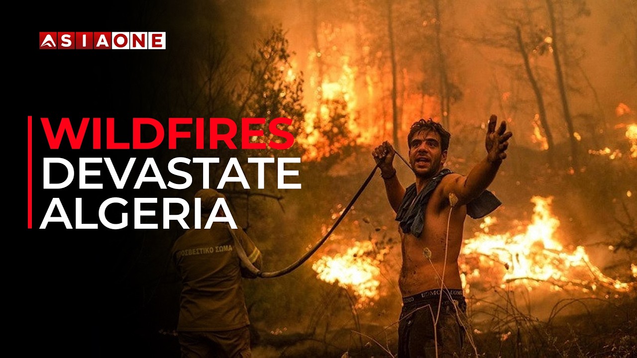 Wildfires Destroy Homes and Farmland Across Northern Algeria | Asia One News