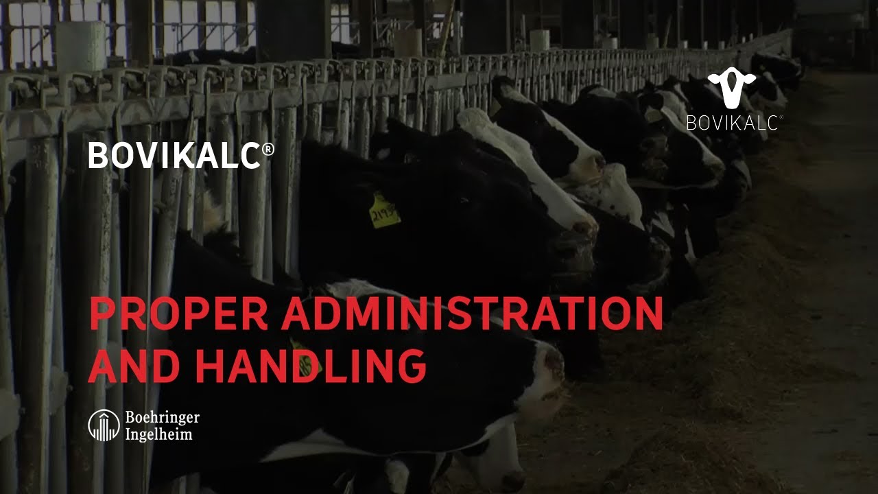 Bovikalc® - Proper Administration and Handling (USA)