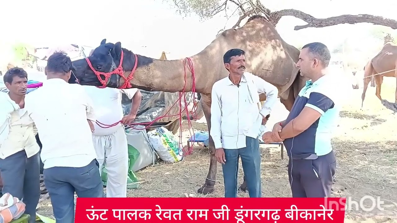 #देव #गुसाई#पशु #मेला #सांडवा #बिदासर#चूरू #Dev#gusaiji #pashu #mela #sandva #bidasar #churu 