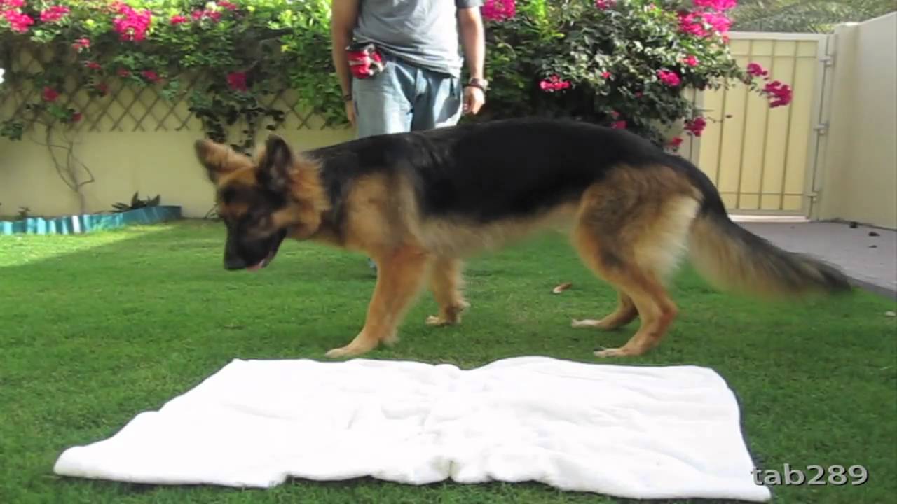 How To Train A Dog To Settle Down / Relax