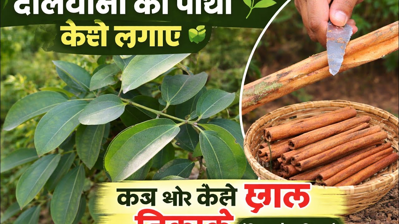 दालचीनी का पौधा कैसे लगाएं 🌱 | कब और कैसे छाल निकालें Step by Step