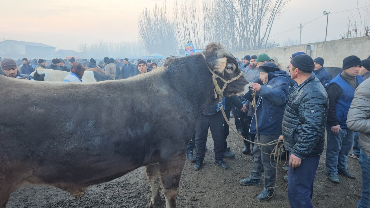 КАНИ  НИМА  БУЛАРКИН  ОХИРИГАЧА  КУРАМИЗ. ШОШИЛМАСДАААН  ХОТИРЖААМ
