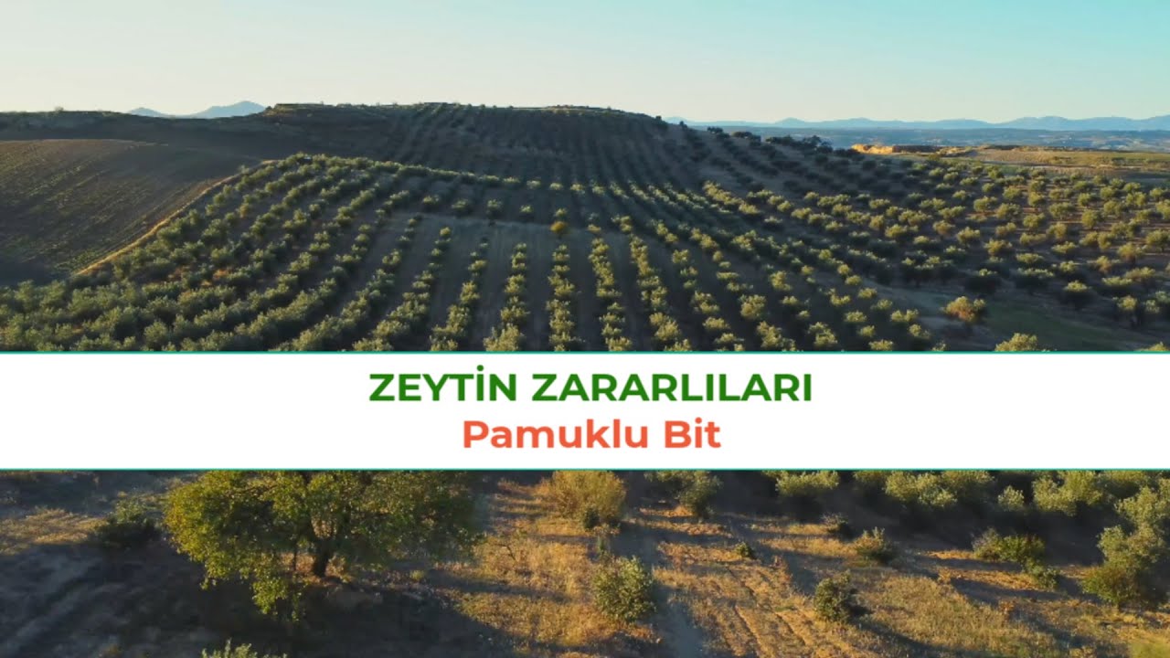 ZEYTİN ZARARLILARI: Zeytin Pamuklu Biti