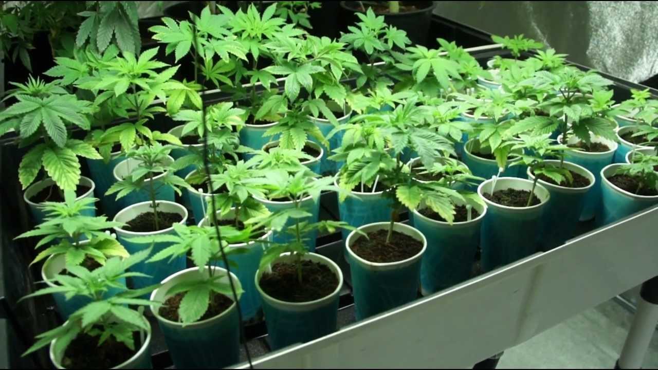 VaderVision - Cannapocalypse Day 26
