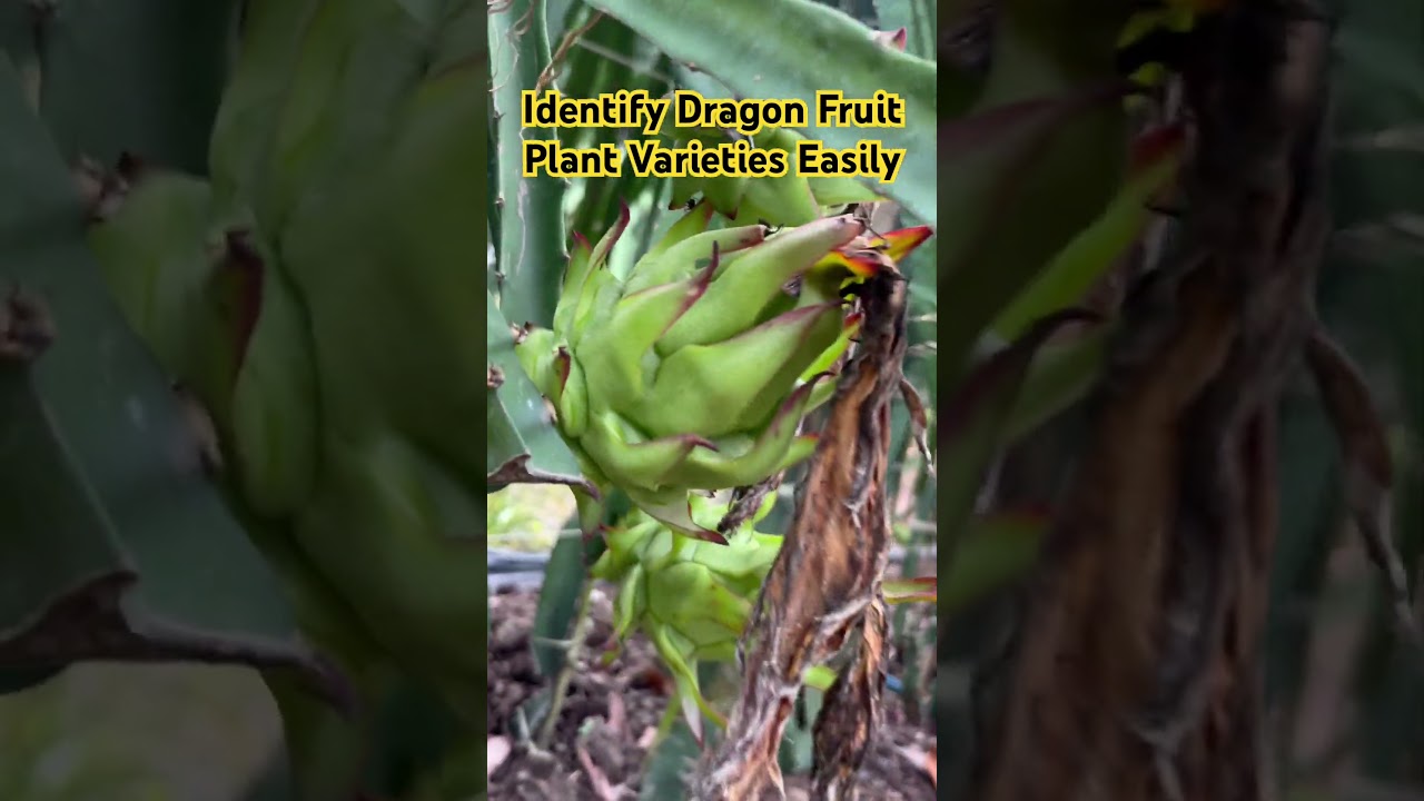 How To Identify Dragon Fruit plant Guide || To buy plants WhatsApp at 9635013799 