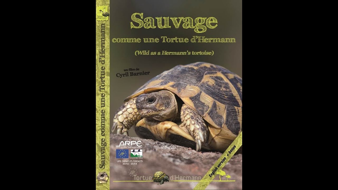 Sauvage comme une Tortue d'Hermann – Film documentaire Life [version longue]