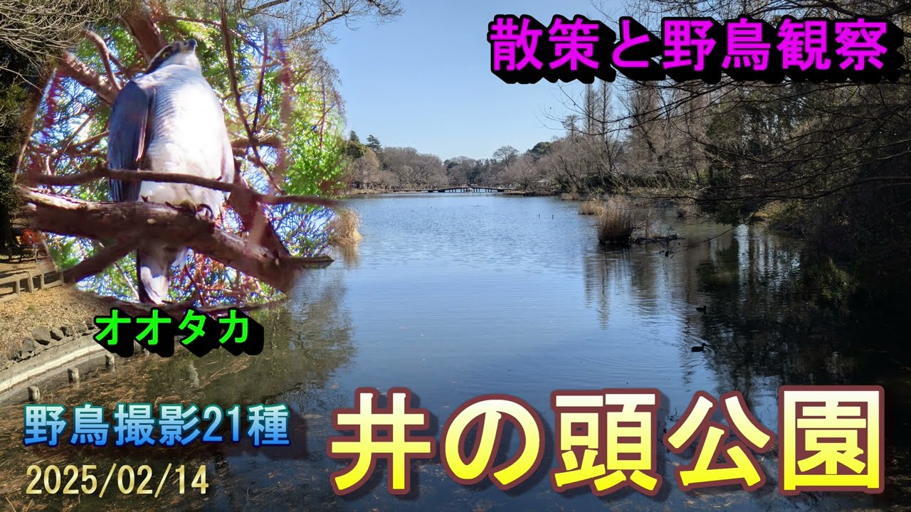 【散策と野鳥観察】井の頭公園　オオタカも見れました。