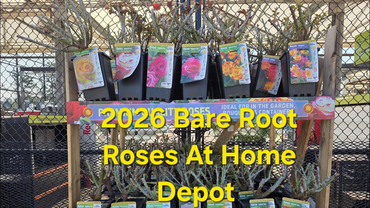 BareRoot Roses Have Arrived At Home Depot. Nice Varieties. 