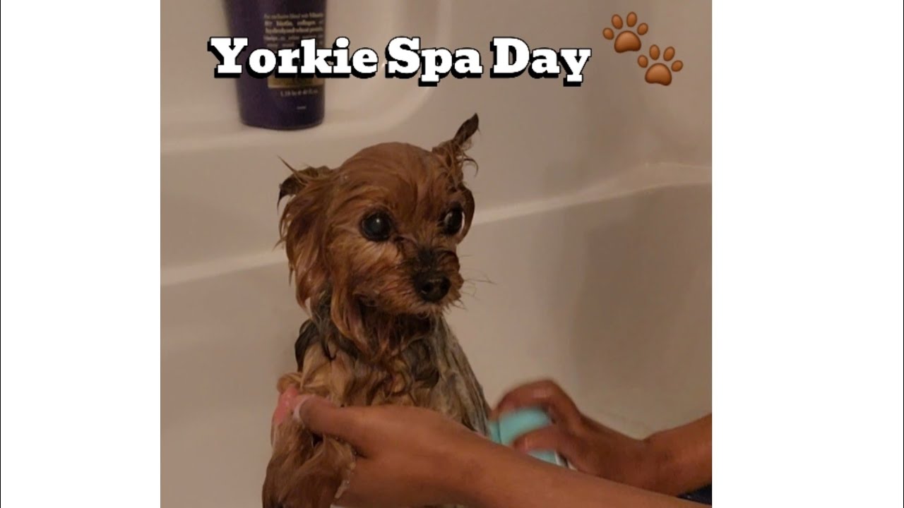Chase the Yorkie’s Calm Spa Day Bath Routine 🛁✨ | Relaxing Dog Grooming @ChaseTheYorkie