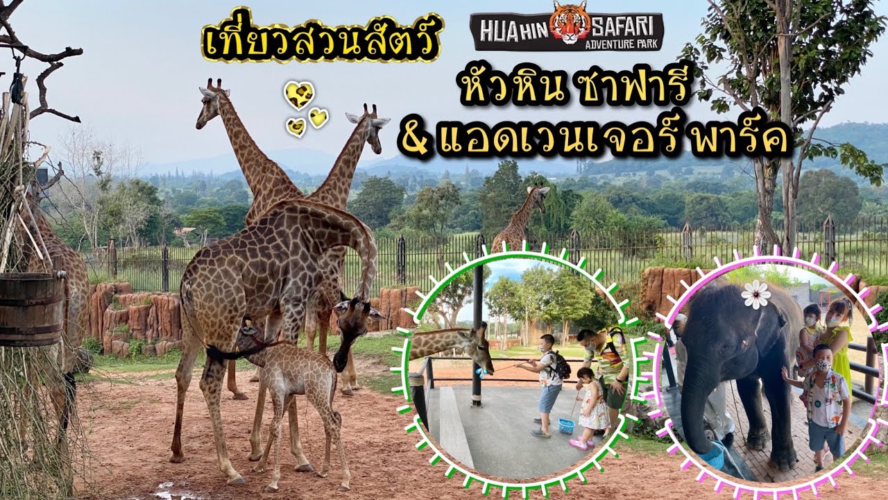 พาลูกเที่ยวสวนสัตว์ หัวหินซาฟารี Hua Hin Safari ขี่ช้าง ชมการแสดงสัตว์  ให้อาหารสัตว์ ลูกๆสนุกสนาน