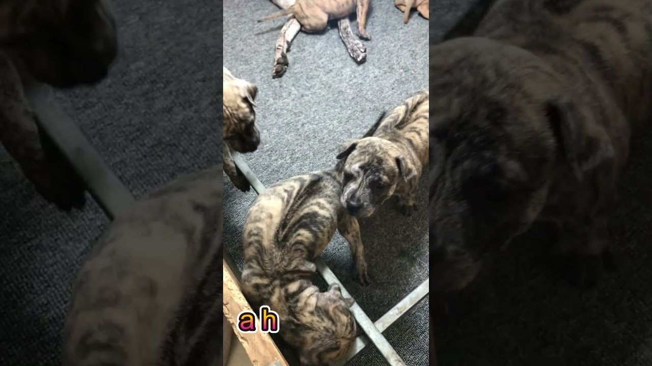 A happy family with mischievous and cute children | Phu Quoc Ridgeback Dog #shorts