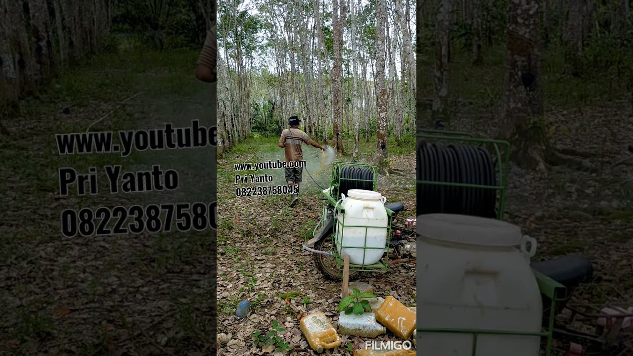 Nyemprot kebun karet