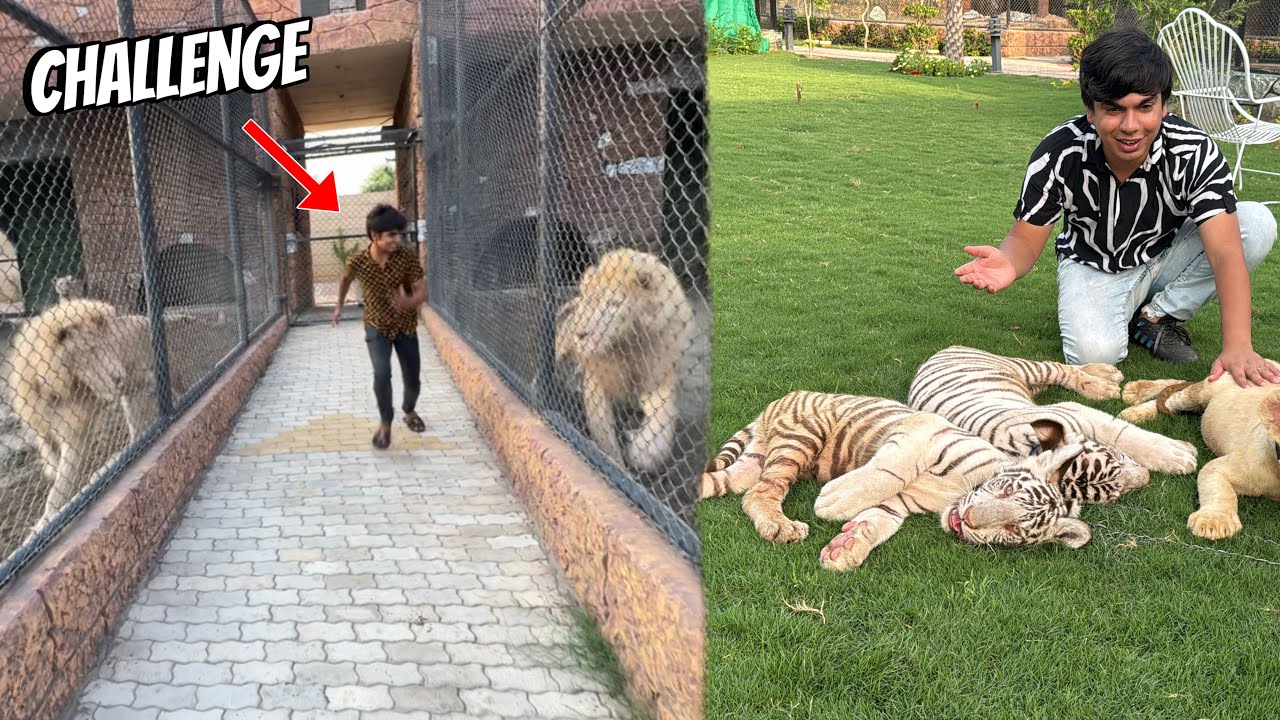 Mamu Ka Dream Pet White Tiger 😍 Subhan Or Lion Ki Race Lag Gahi 😅