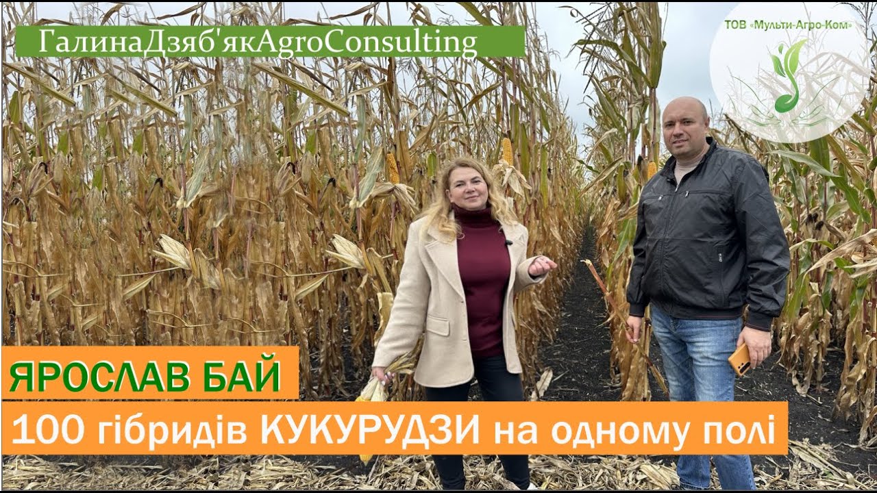 Який гібрид найвищий? Огляд демо-ділянки.