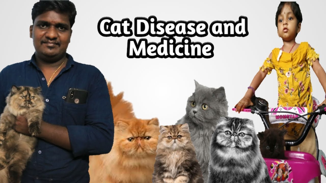 CAT DISEASE AND MEDICIE VIDEO IN TAMIL/ பூனைக்கு வரும் நோய் மற்றும் மருந்து