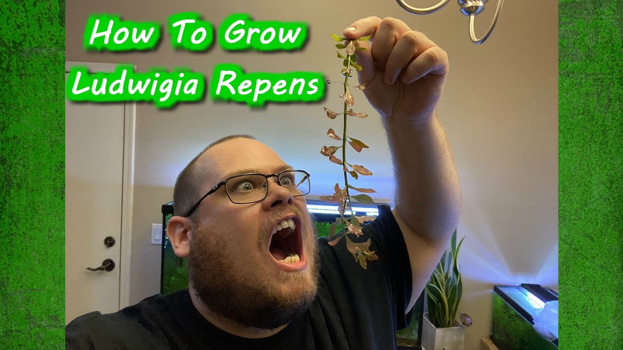 How To Grow Ludwigia Repens