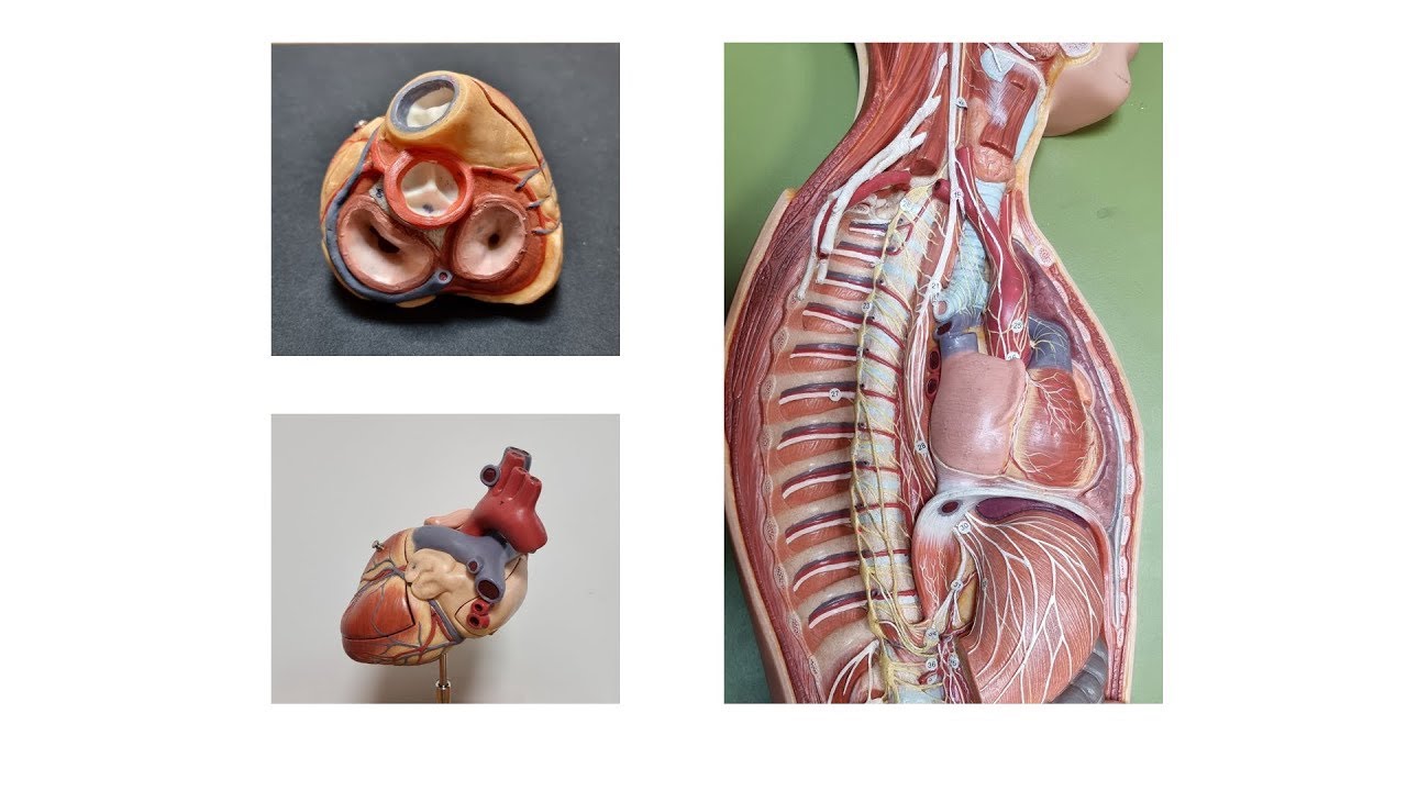 Kalp Anatomisi (Pratik)