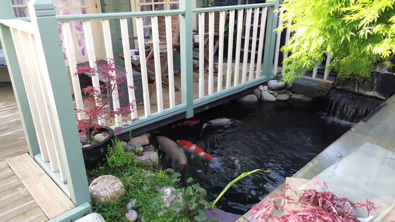 2.New additions to the family , koi koi and the acers