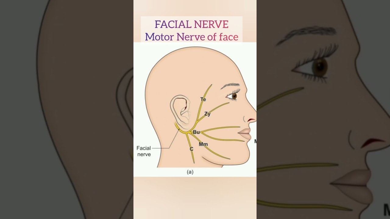 Facial nerve with branches 