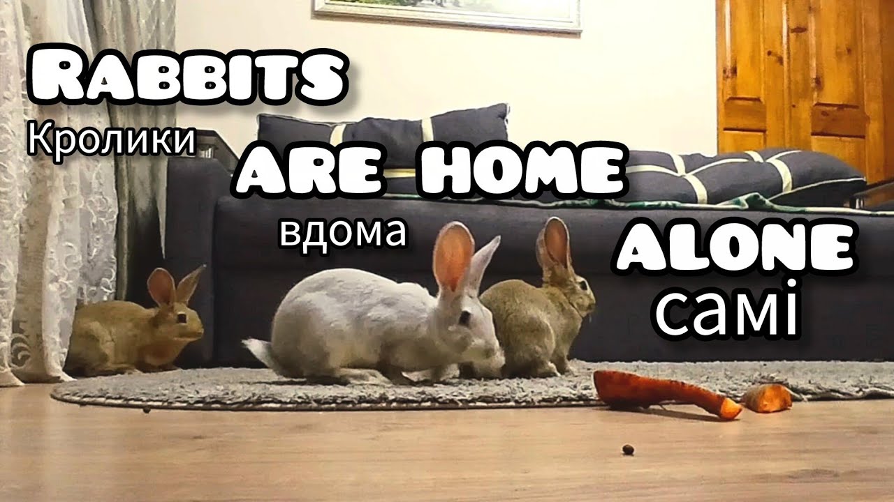 🐇 ЯК ГРАЮТЬСЯ КРОЛИКИ? 🐇  How do rabbits play?