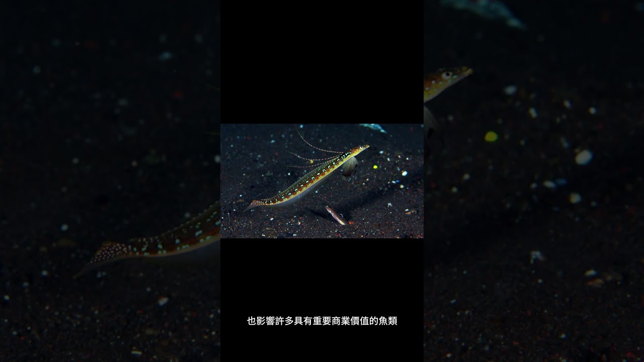 台灣圓甲魚的起源是什麼？ 